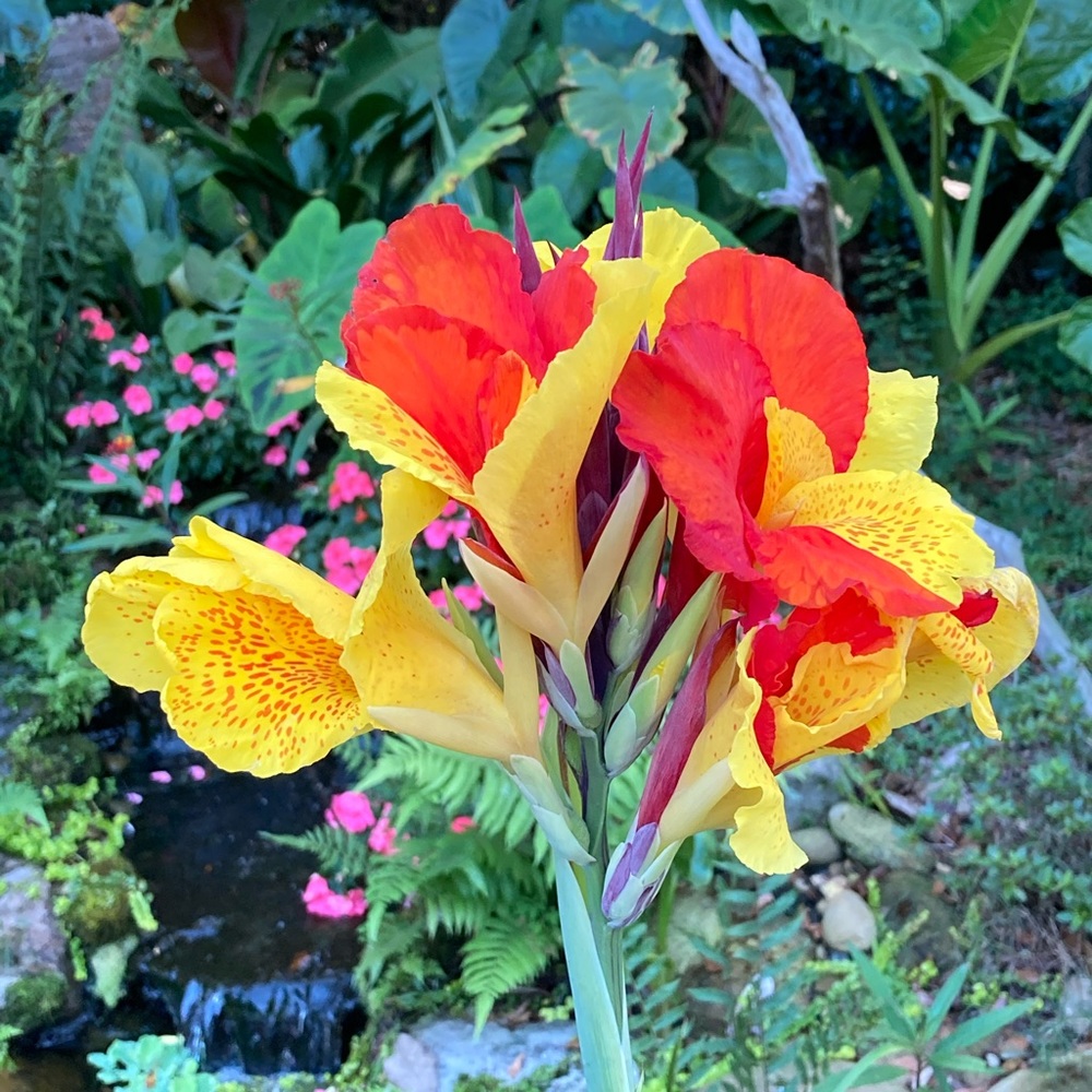 Meet your Posher, Sharon